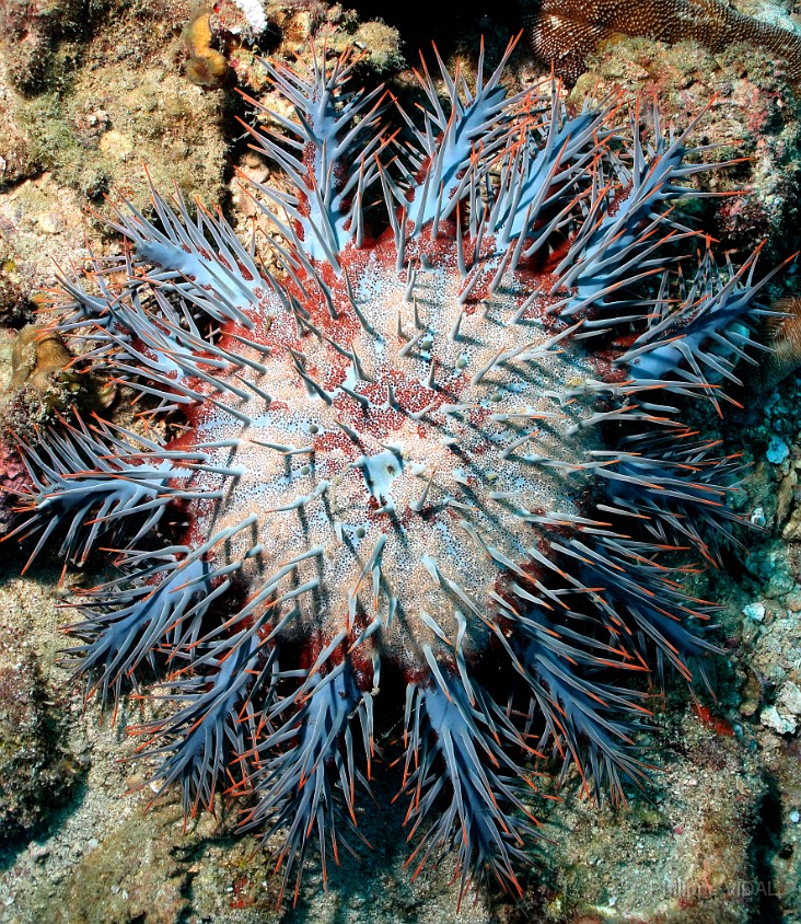 Thailand 2015 - Ko Tao - Acanthaster - Acanthaster planci _IMG_3677_rc.jpg